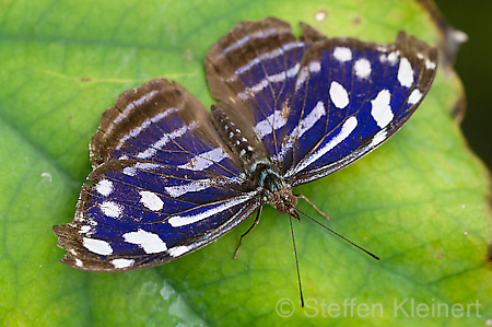 214 Fleck-Schillerfalter - Myscelia cyaniris